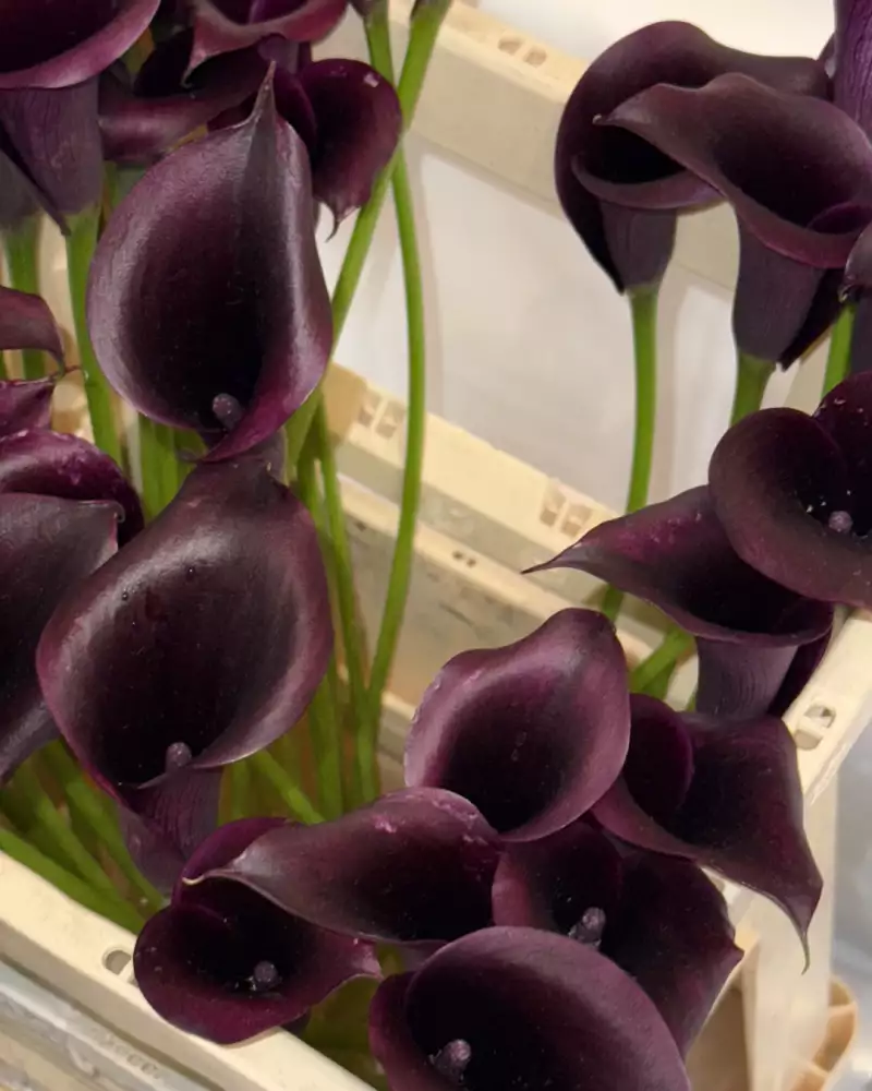 TAKE AWAY Ella Aflalo x Take Away