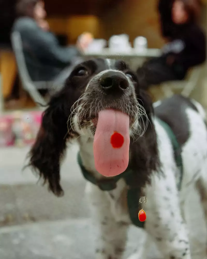 TAKE AWAY Ella Aflalo x Take Away